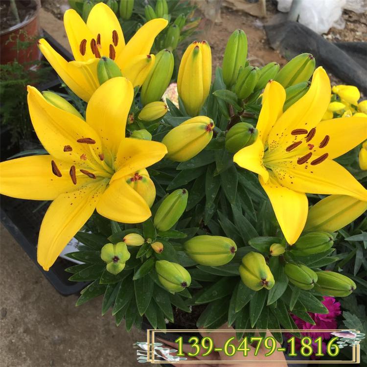 批发香水百合种球 百合花种苗价格 盆花带花苞百合花