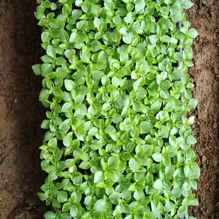 亦扬花卉基地培育 花海用苗穴盘苗 穴盘苗批发商