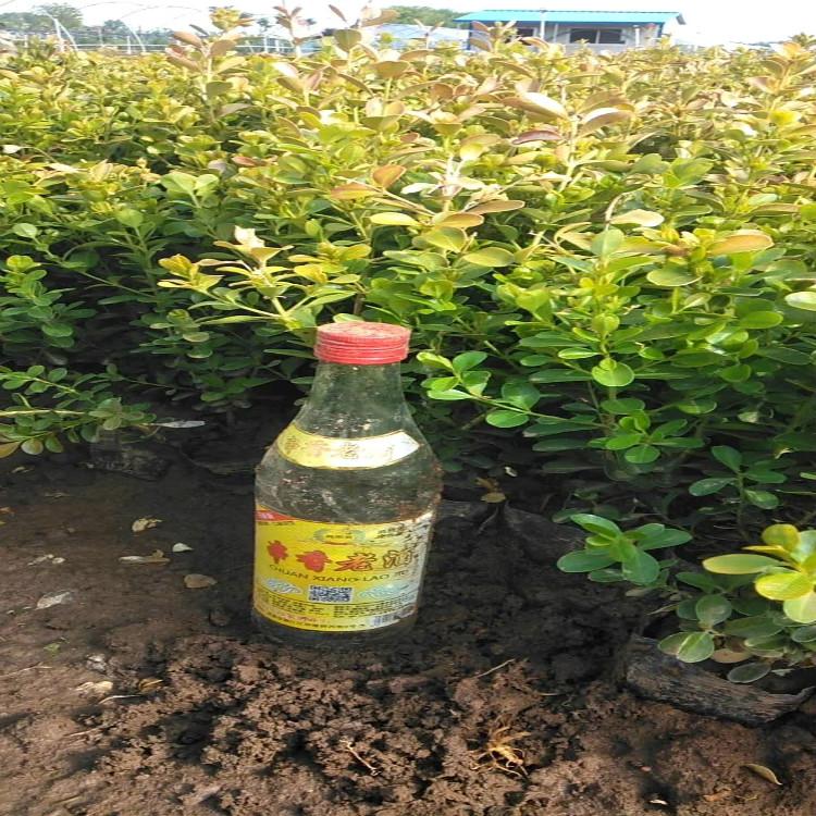 黄杨地栽苗营养杯苗青州货源充足欢迎致电【天一花卉】