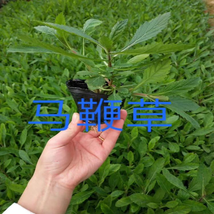 马鞭草 种植基地青州货源