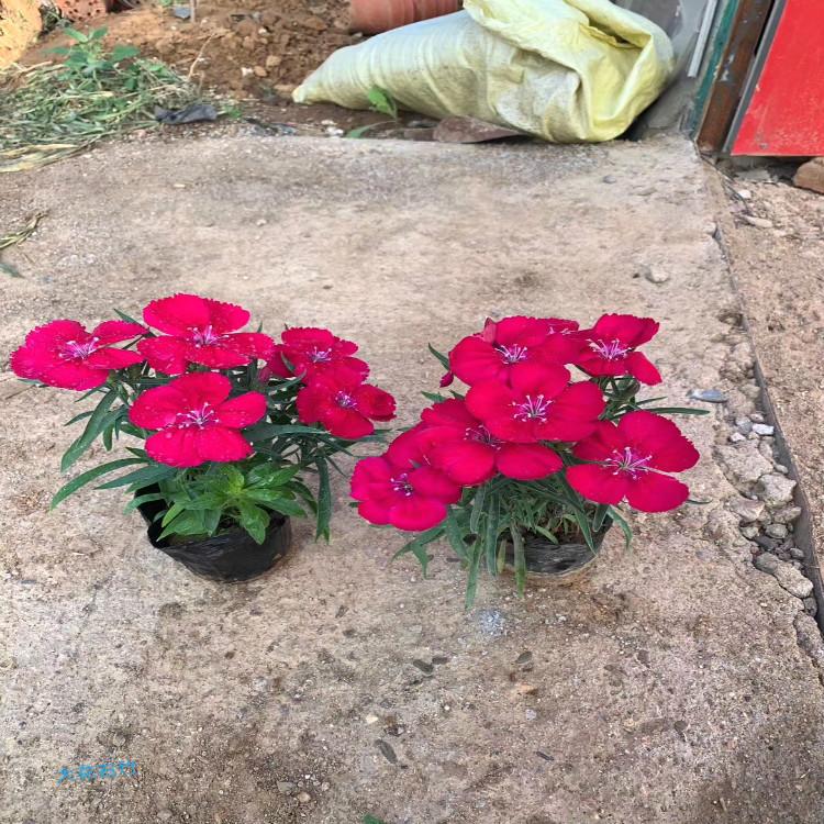 大花石竹营养杯苗双色盆苗大量现货直供