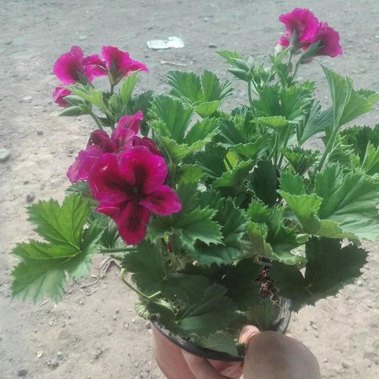 蝴蝶梅 观赏蝴蝶梅 绿化苗木 森木花卉 基地直销