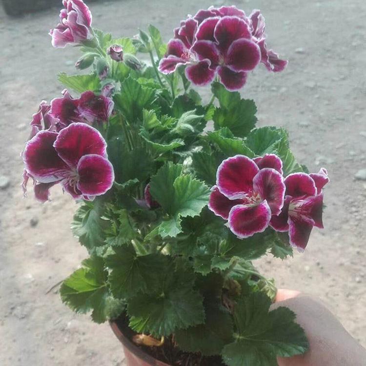 蝴蝶梅观赏  蝴蝶梅盆栽 花海基地  现货供应