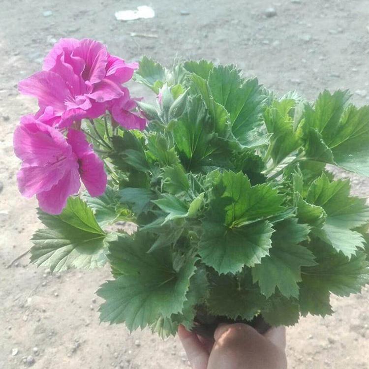 蝴蝶梅盆栽 蝴蝶梅花卉 花海用苗  供应商