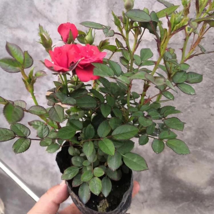 大花月季营养杯苗大盆苗种植基地【天一花卉】