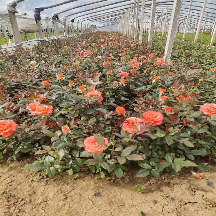 大花月季营养杯苗大盆苗批发种植苗圃【天一花卉】