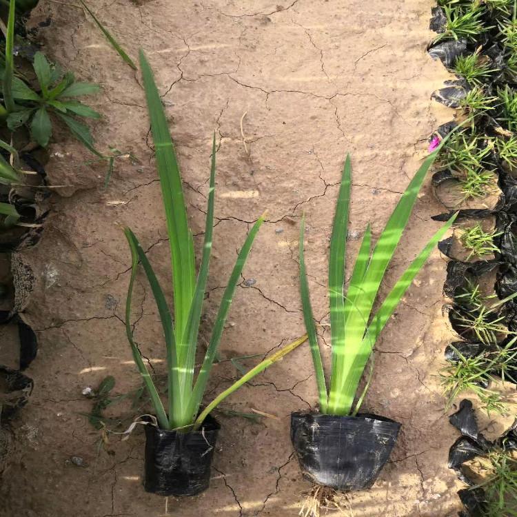 水生燕尾 水 生植物批发【天一花卉】常年有货苗圃直销