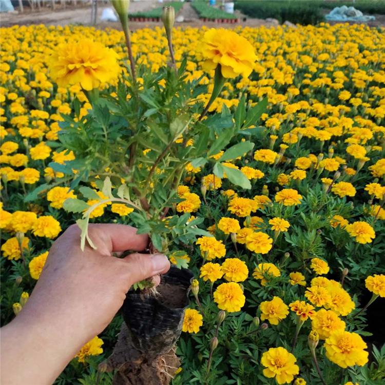 孔雀草小盆 孔雀草报价 品质好的