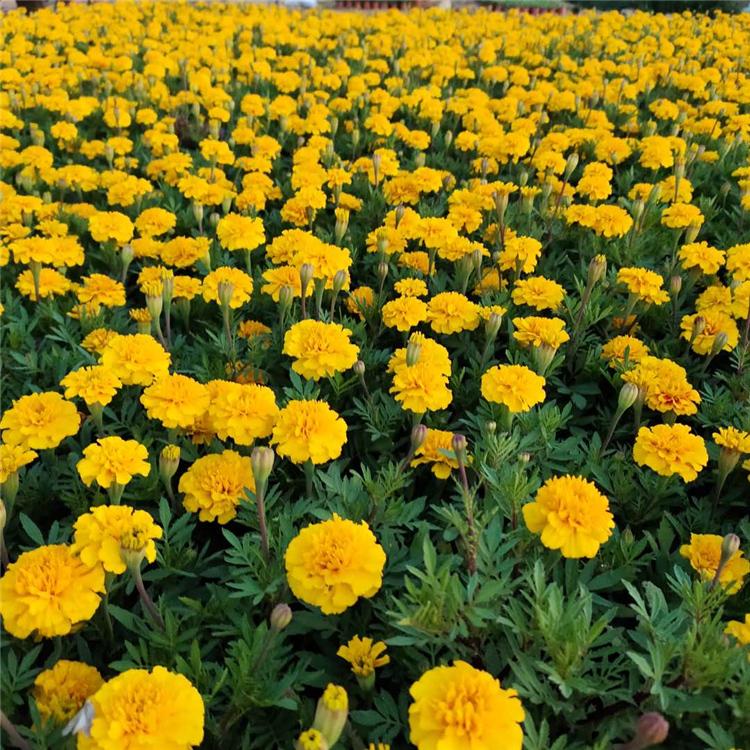 宿根草花孔雀草 孔雀草基地 大量批发