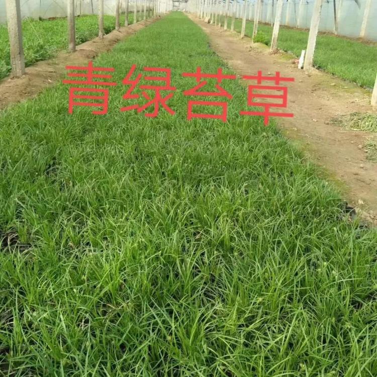 青绿苔草报价苗圃直供【天一花卉】