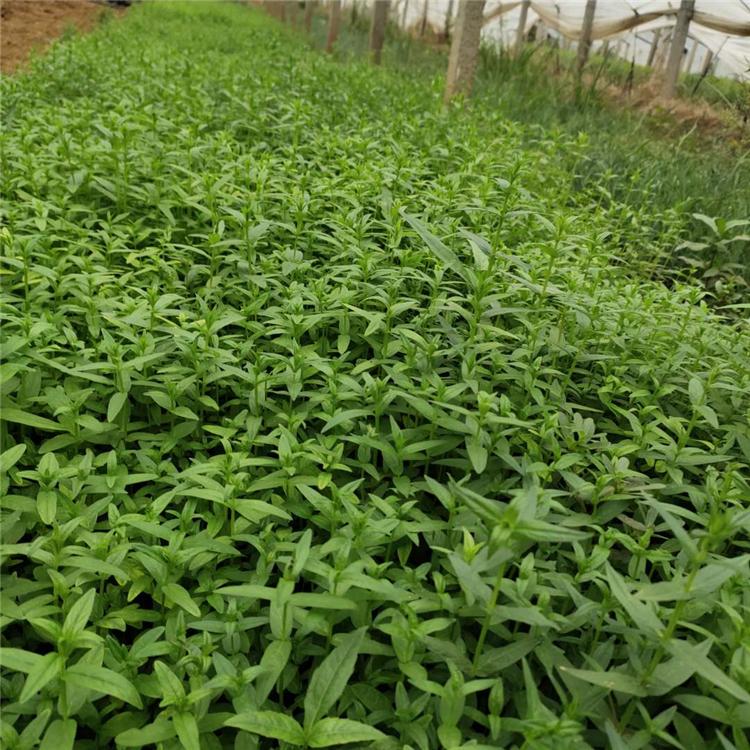 应季苗木 千屈菜基地批发 山东千屈菜小苗
