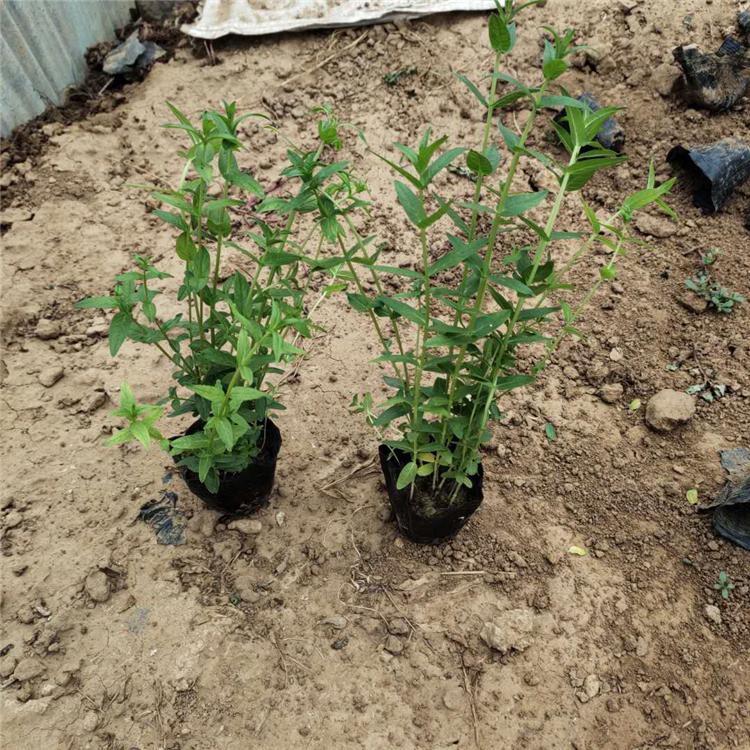 千屈菜价格优惠 开春推荐 青州千屈菜