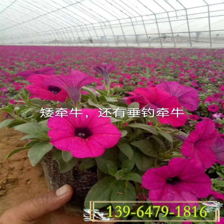 青州草花基地  13*15垂钓牵牛营养钵苗 五彩牵牛颜色多公园绿化草花