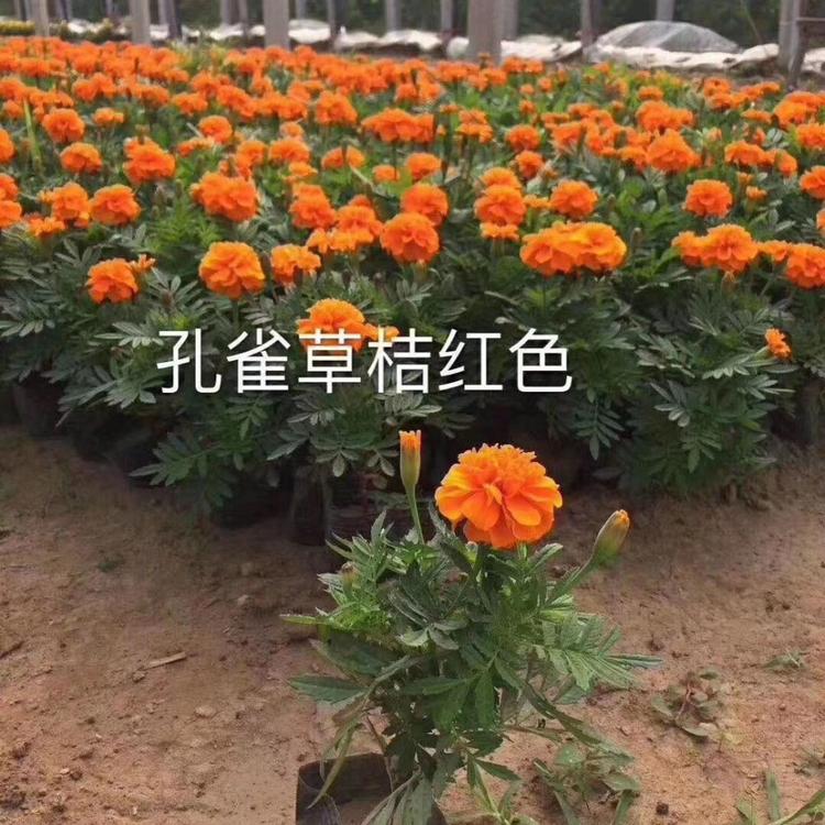 孔雀草花卉 孔雀草景观工程苗 常年批发