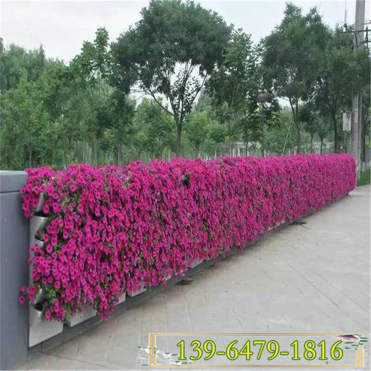 玫粉色垂钓牵牛价格 路边常见的绿化草花 桥梁立体绿化常用花
