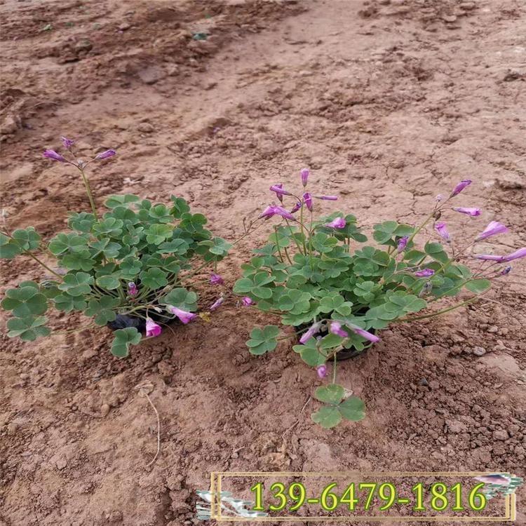 红花绿叶酢酱草 宿根花卉炸酱草价格 批发紫叶三叶草
