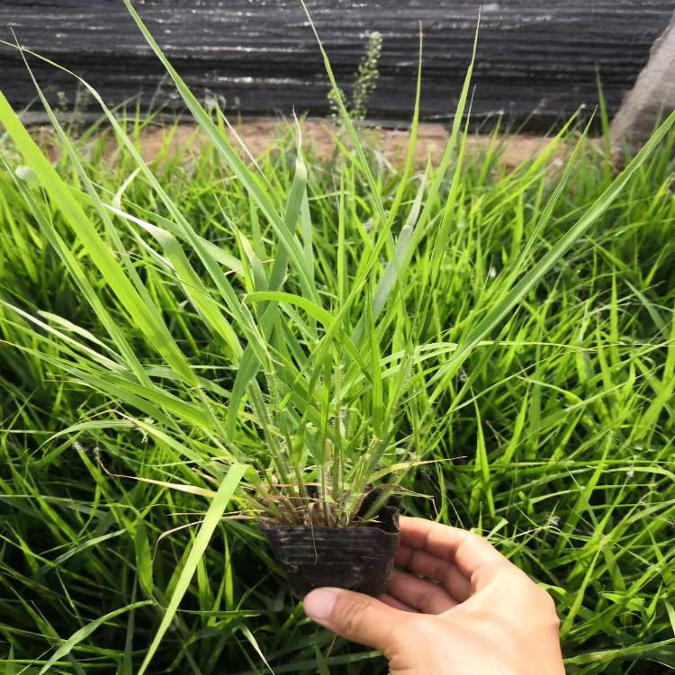 画眉草直销【天一花卉】报价画眉草供应商