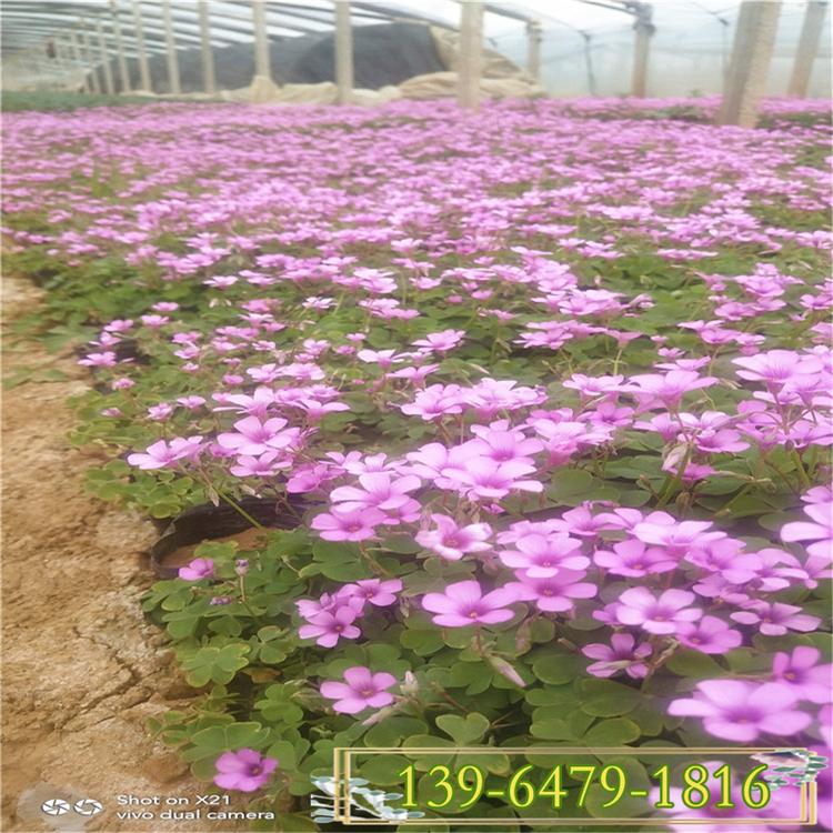 红花绿叶酢浆草价格 紫叶炸酱草 三叶草各种宿根地被低矮植物
