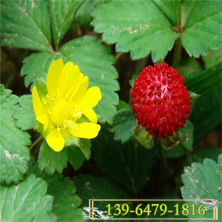 供应宿根花卉蛇莓价格 低矮爬蔓植物蛇莓 绿化用蛇莓