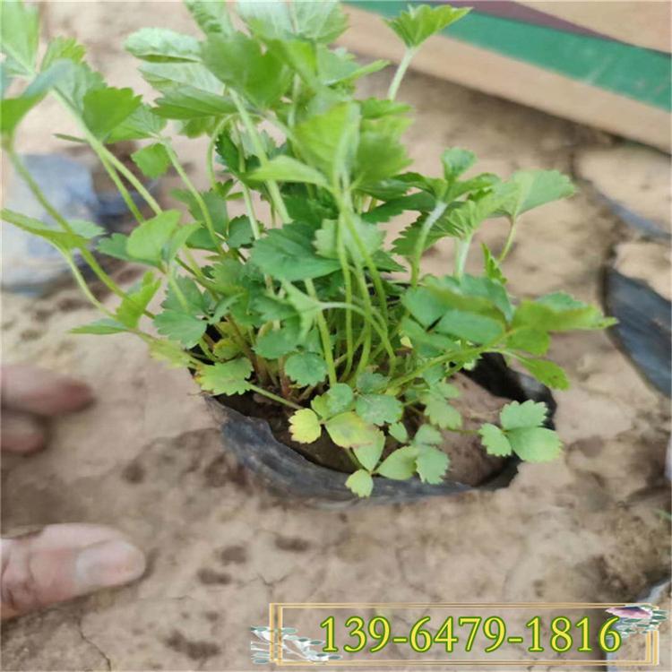 蛇莓 护坡固土植物蛇莓盆苗 营养钵蛇莓杯苗