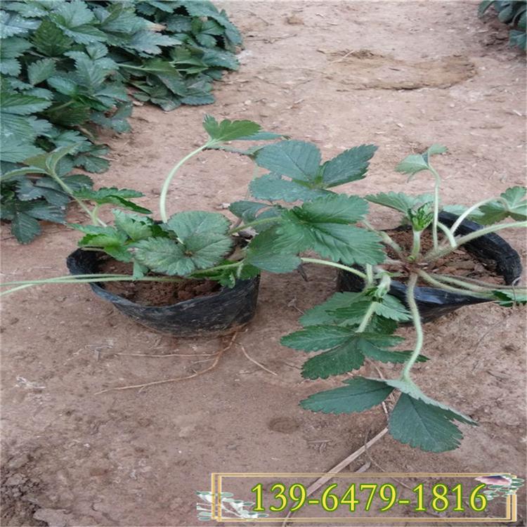 观果植物红果蛇莓  野草莓盆苗 公园绿化坡地绿化