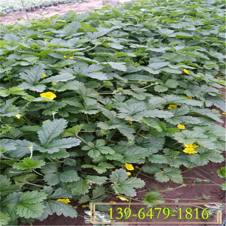 观果植物红果蛇莓小苗  爆盆野草莓盆苗 公园绿化坡地绿化