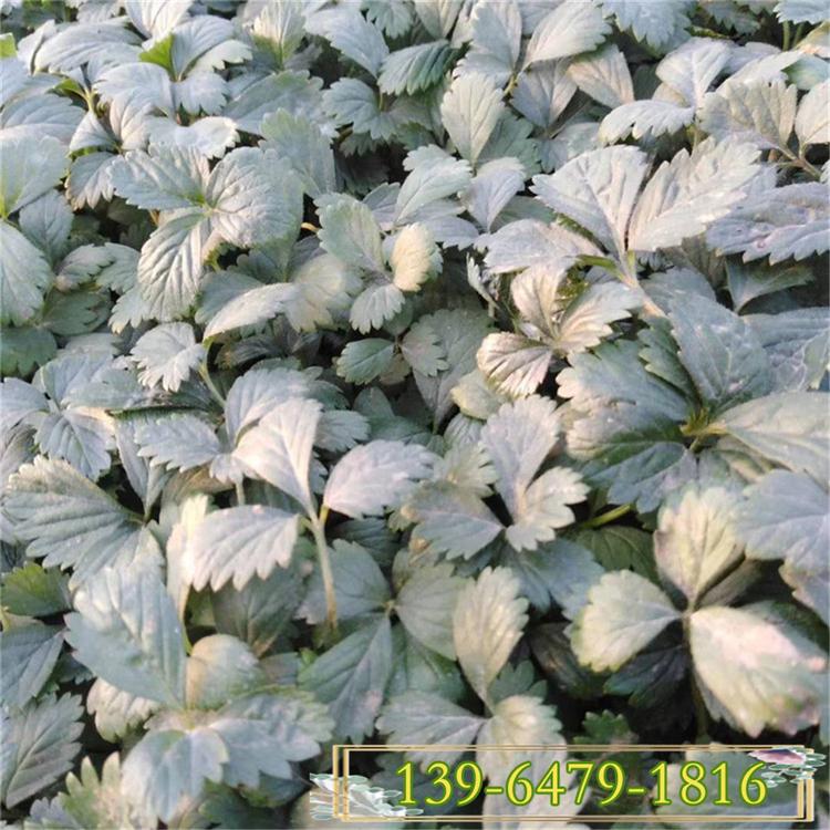 供应宿根花卉蛇莓袋苗 青州产蛇莓 绿化用蛇莓工程苗