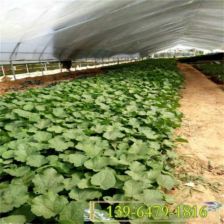 山东蜀葵种植基地多年生蜀葵报价 花期2-8月的花卉 耐热花卉