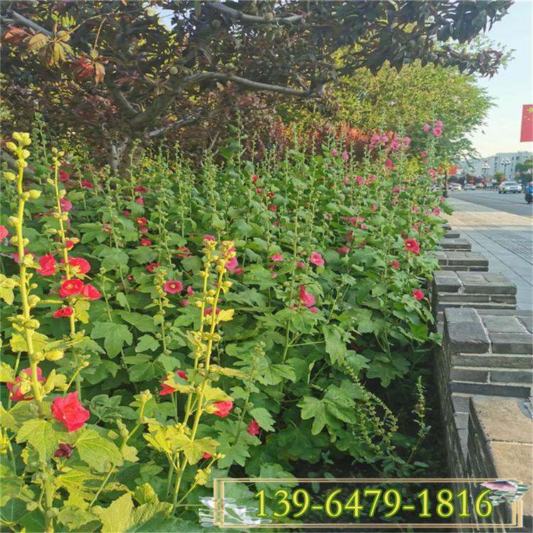 山东蜀葵种植基地 盆栽花苗蜀葵上车价 庭院门口花卉花期长