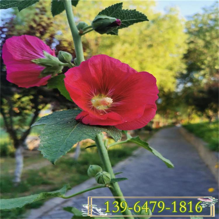多年生蜀葵盆苗 一丈红宿根地被植物  夏季开花花朵大耐盐碱