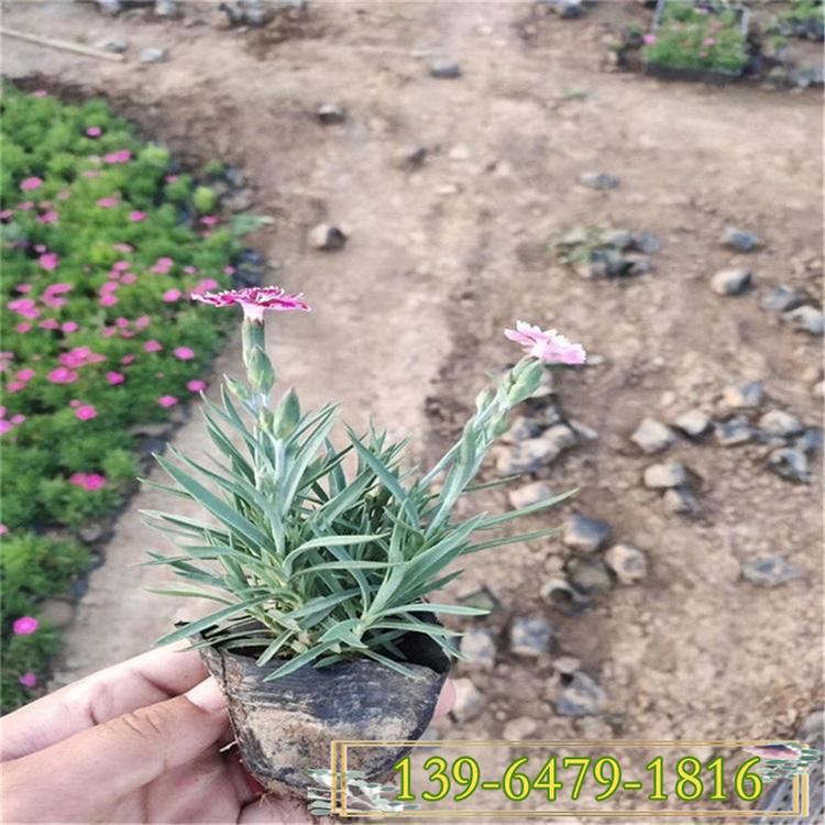 销量好的彩虹石竹盆苗 青州花卉彩虹石竹 好养活花期长