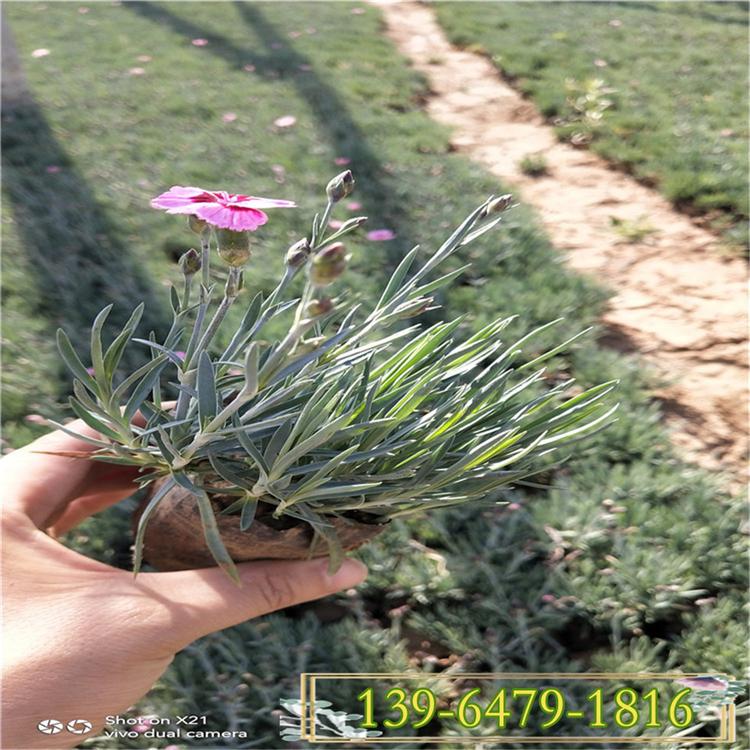 彩虹石竹价格 青州欧石竹种植基地 成坪快效果好