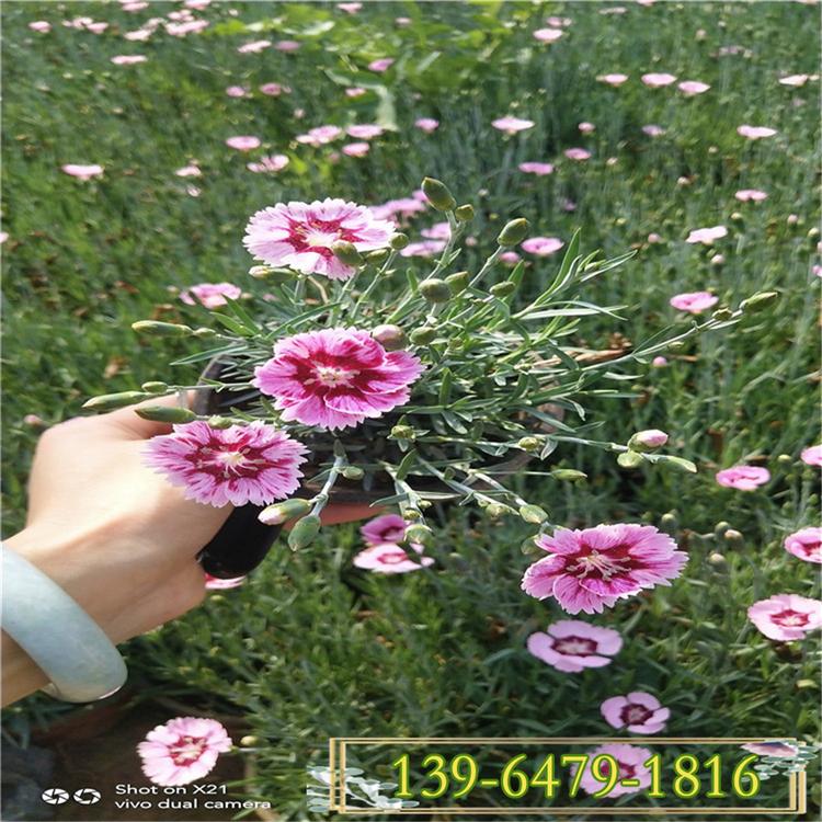 彩虹石竹盆苗 彩虹石竹批发价格 花海设计拼色景观