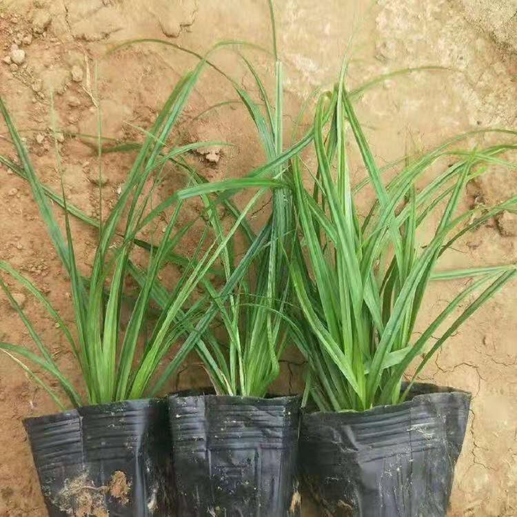 青绿苔草     青绿苔草小苗
