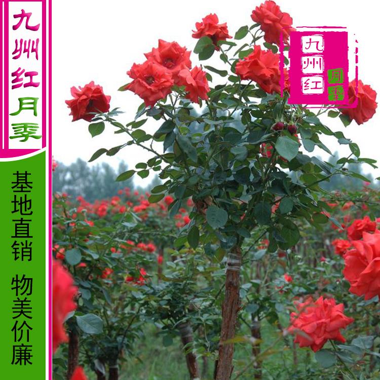 月季树批发价格实惠九州红月季质量上乘