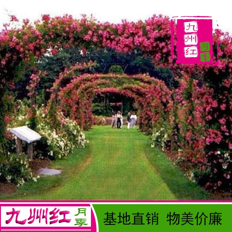 拱门月季爬藤月季藤蔓月季批发价格实惠九州红月季质量上乘