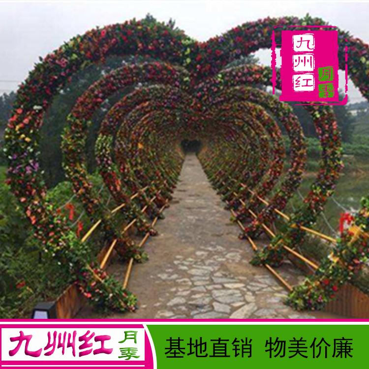 心形拱门月季爬藤月季藤蔓月季批发价格实惠九州红月季质量上乘