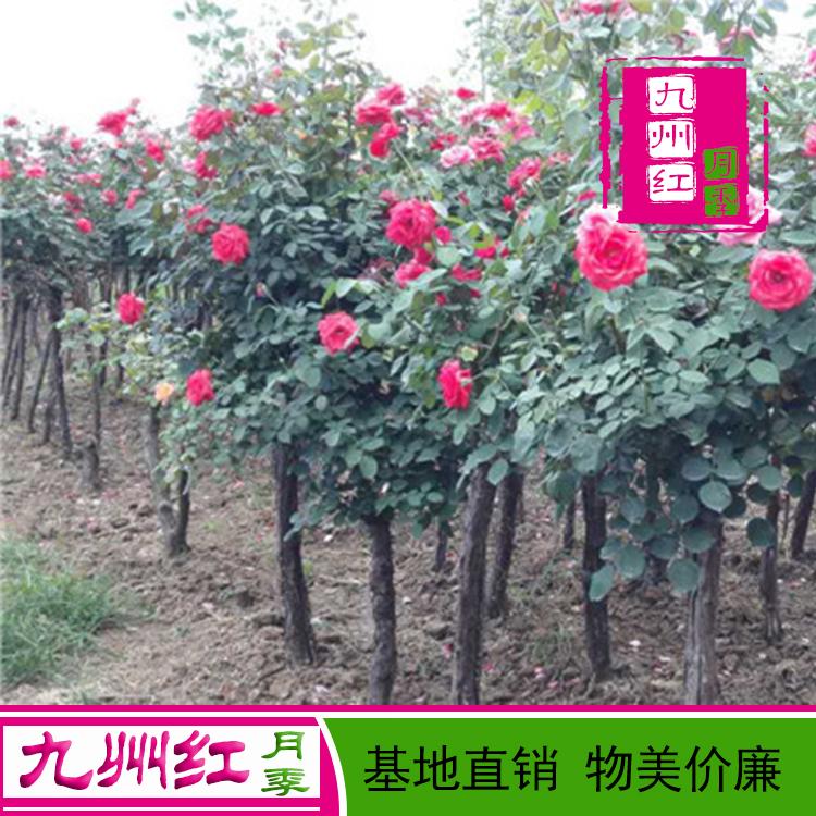 南阳月季树月季批发价格实惠 月季之乡基地直供