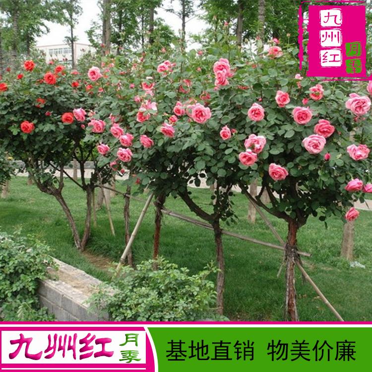南阳大量批发月季树 树形 月季树基地 造型月季树 庭院别墅专用