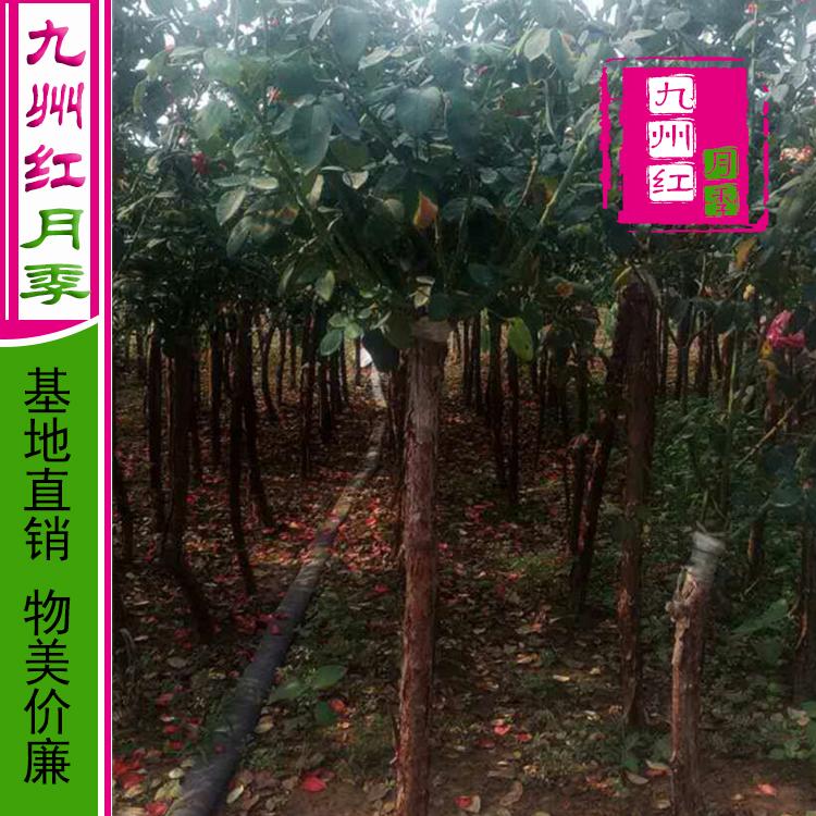 大量批发月季树 树形 月季树基地 造型月季树 庭院别墅专用