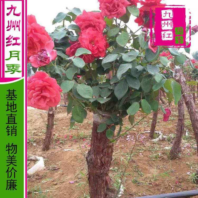 河南月季树_月季_5公分高杆月季树_精选产品大量供应