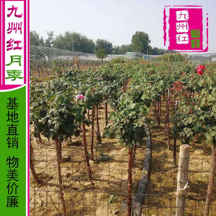 月季树_丰花月季_大花月季树_精选产品大量供应
