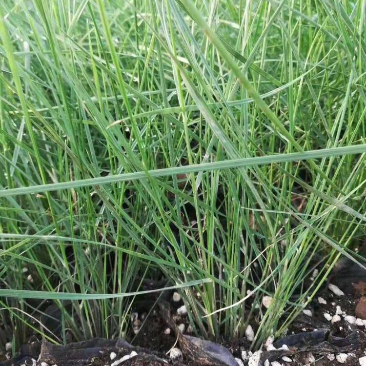 粉黛乱子草批发商 青州花卉苗木 青州观赏植物粉黛乱子草