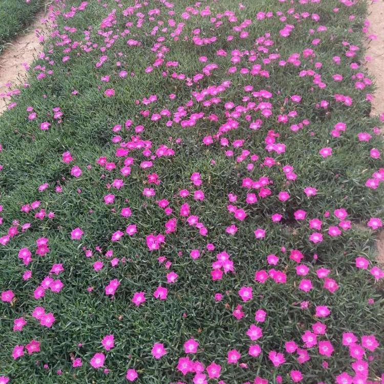 欧石竹杯苗价格 大量批发 草花批发