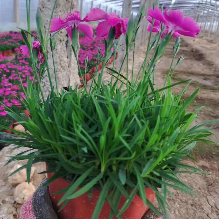 欧石竹杯苗种植基地 基地直销 花海草花