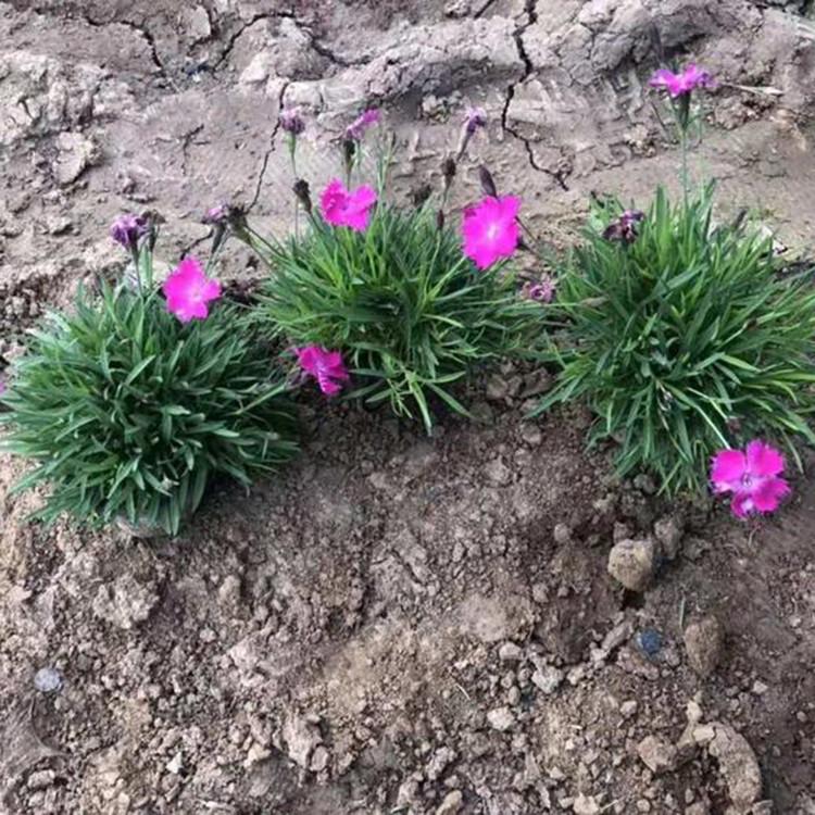 欧石竹杯苗批发 价格从优 青州草花基地