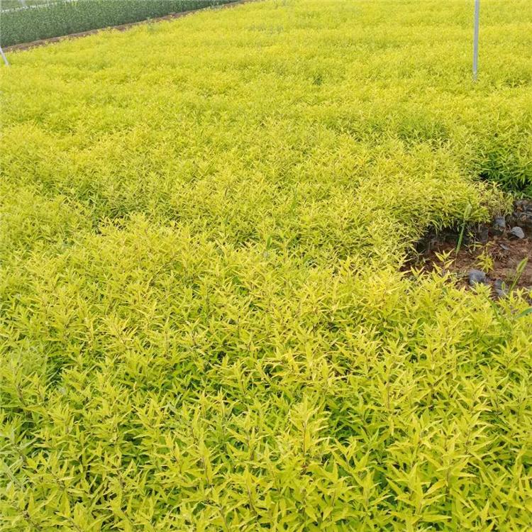 金叶莸 山东金叶莸种植基地 凯洋 金叶莸报价 量大优惠