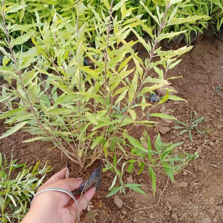 金叶莸报价 基地种植金叶莸 优价出售 青州凯洋