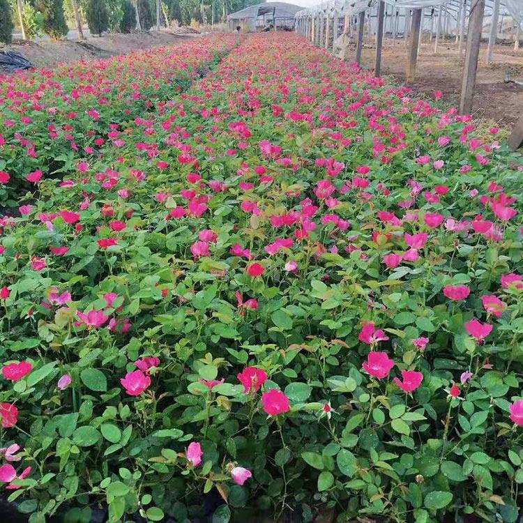 欲购丰花月季 山东月季种植基地 顺和花卉 丰花月季批发