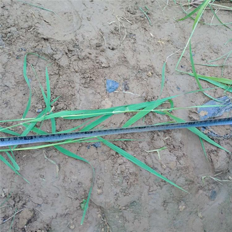 芦苇批发 基地种植芦苇 青州凯洋 多年水生花卉供应商